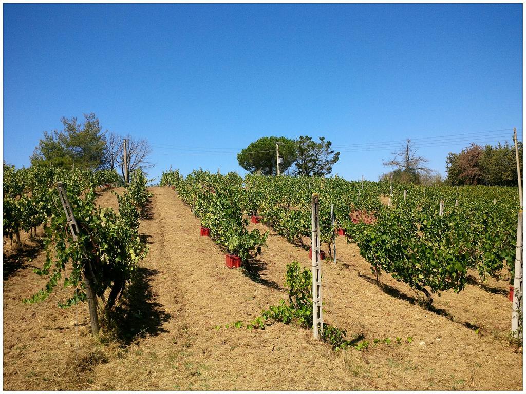 Agriturismo San Giusto Montiano  Eksteriør billede