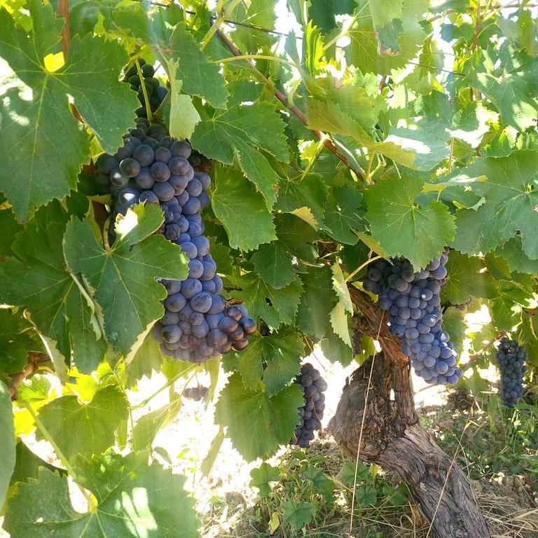 Agriturismo San Giusto Montiano  Eksteriør billede